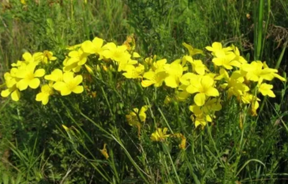 Жълти ленени храсти