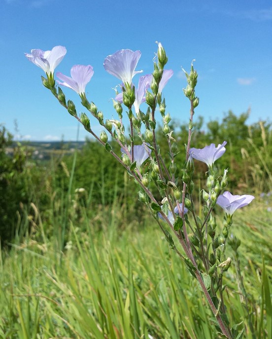 Храст от твърдокос лен