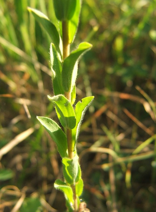 Стъбло от твърдокосмест лен