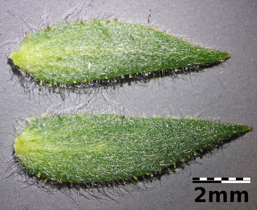 Вътрешната страна на ленен лист