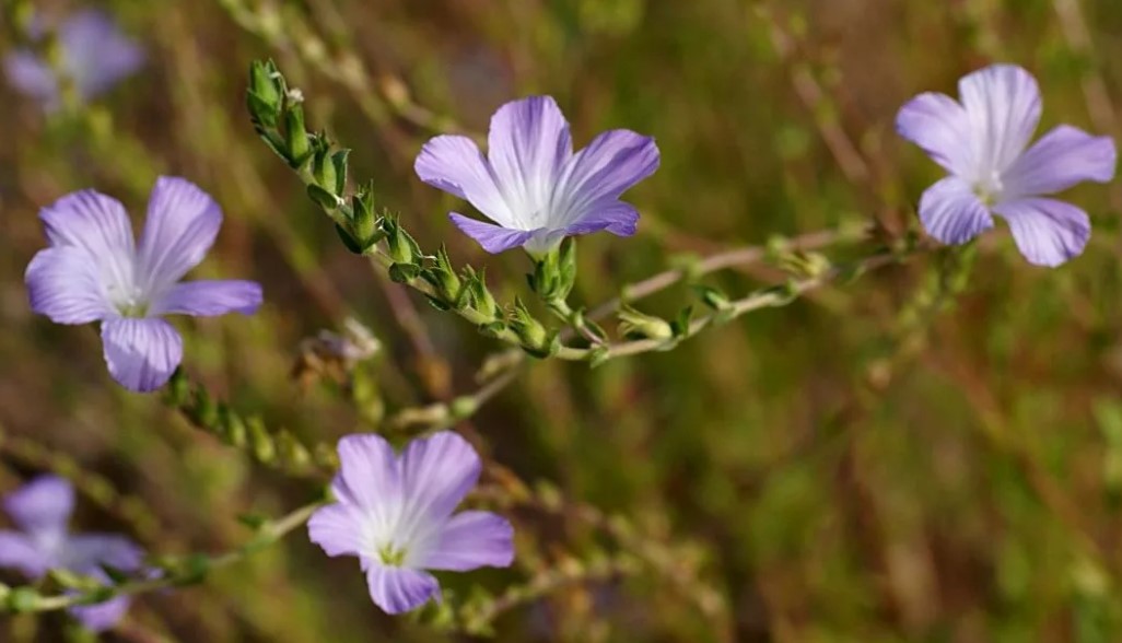 Съцветие от лен