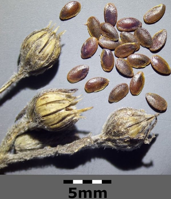 Ленени семена от кошници Кошници и семена