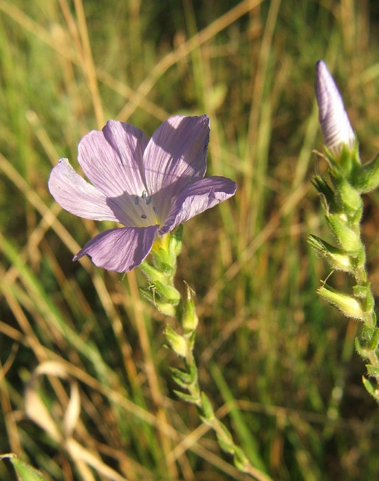Цвете на лененото растение