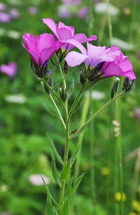 Ленен цвят от жълт кантарион