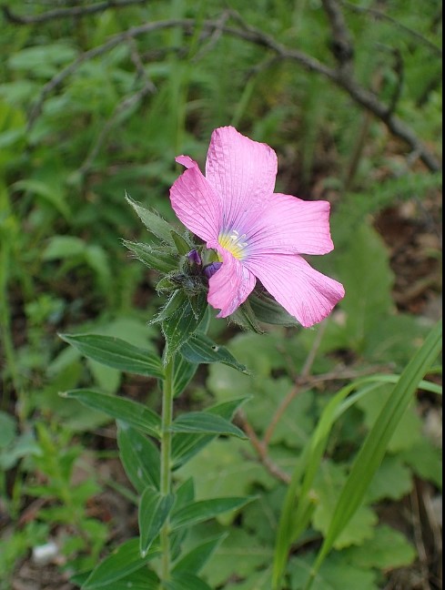 Цветя и листа от вида лен