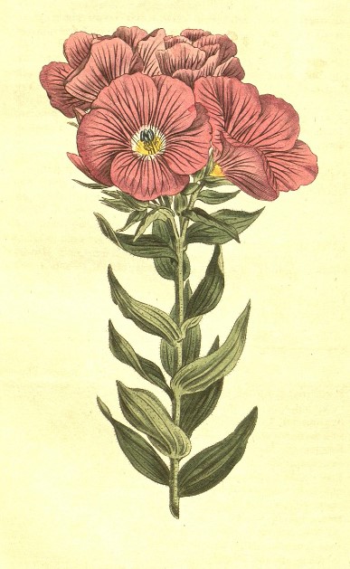 Как изглежда ленът?