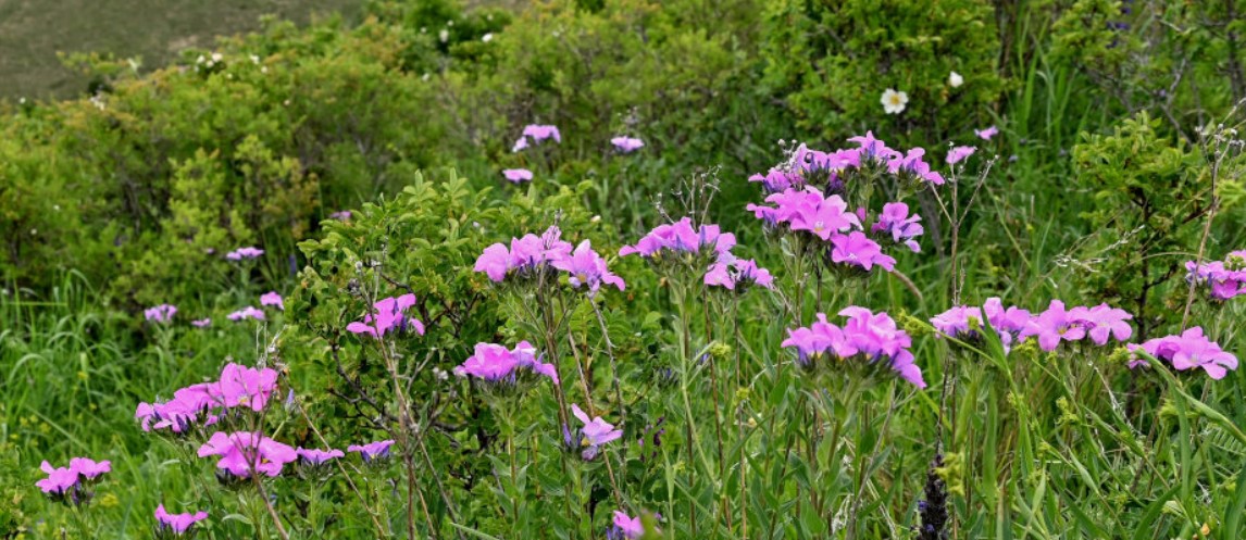 Лен сред тревата