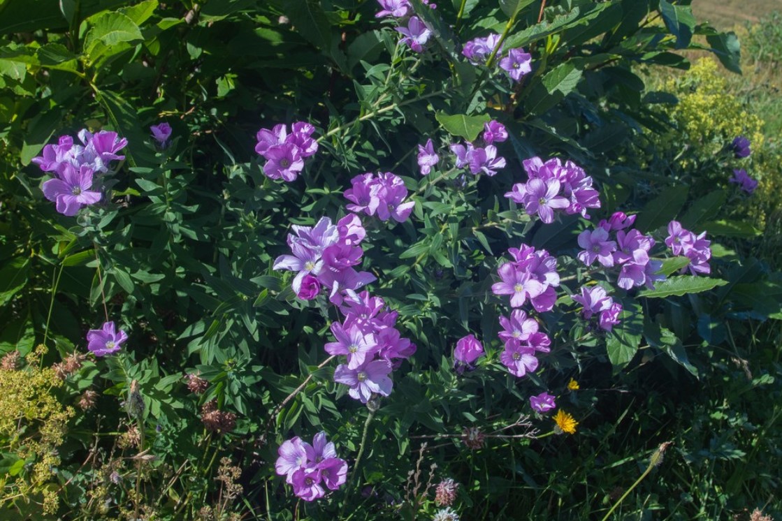 Ленен храст от жълт кантарион