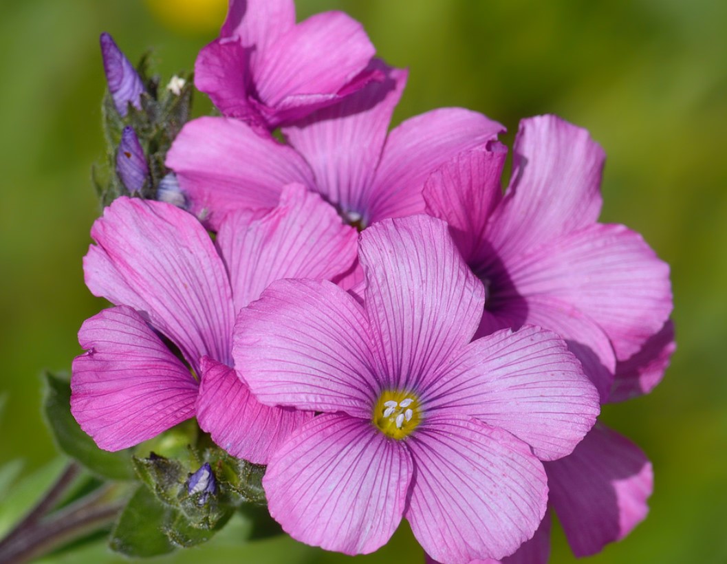 Розови ленени цветя