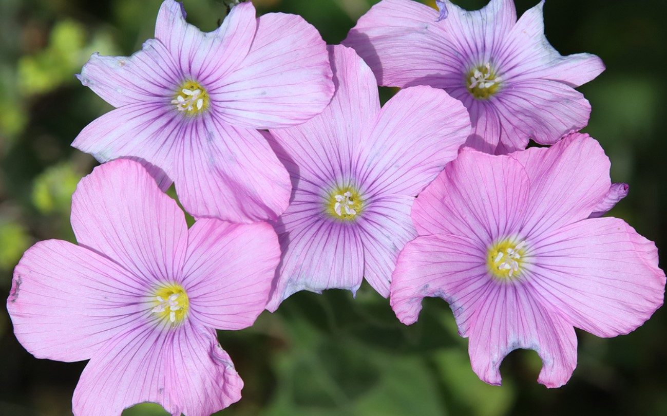 Цветове от жълт кантарион