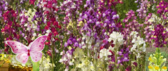 Ленена жаба в градината