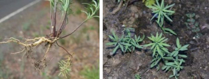 Разсад от ленена трева