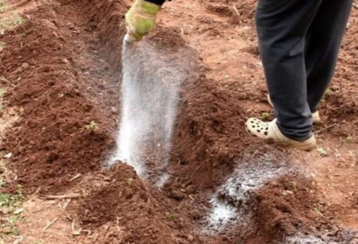 Почва за ленена трева