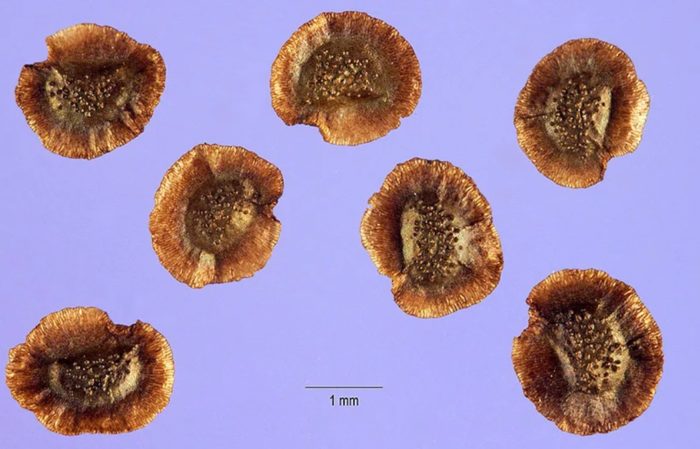 Семена от ленена жаба