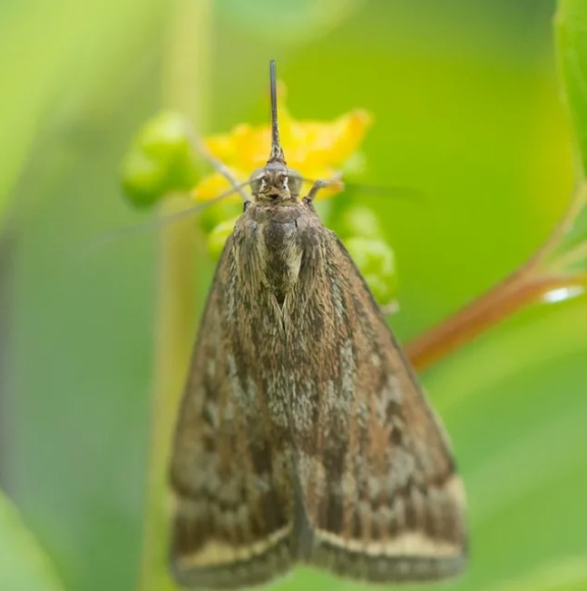 Вредител молец Ливадна молец
