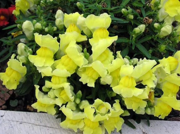 Снапдрагон