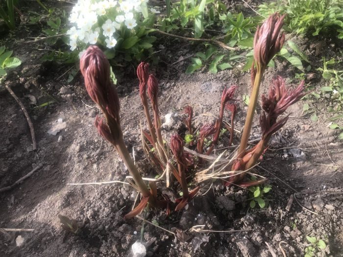 Παιώνια ηλικίας άνω των 3 ετών