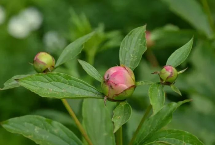 Μπουμπούκια σε μια παιώνια