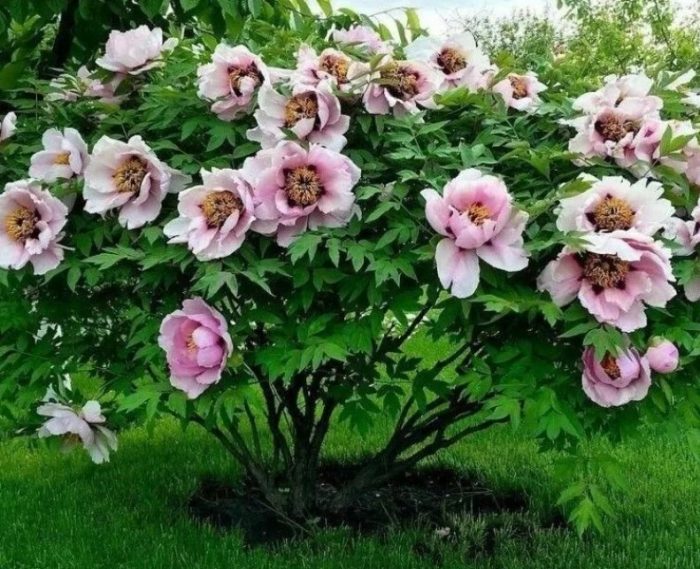 Ανθισμένη δενδρώδης παιώνια