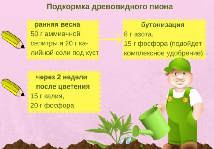 Πώς να ταΐσετε μια παιωνία δέντρου