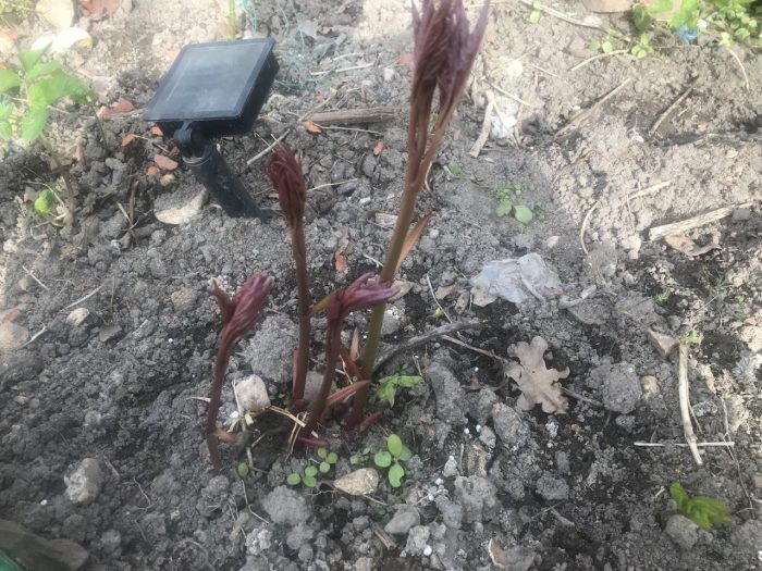 Νεαρή παιώνια