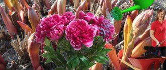 Торене на божури през пролетта