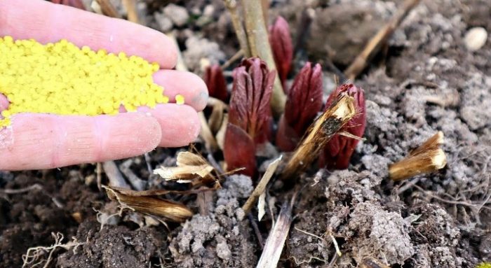 Τροφοδοσία παιώνιας με ουρία