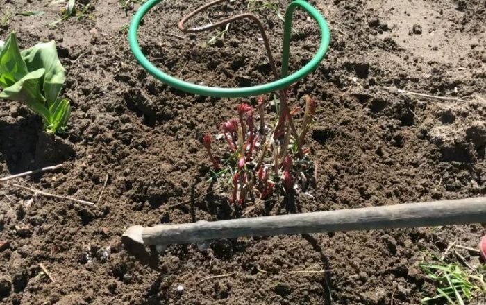 Πώς να ταΐσετε μια παιώνια