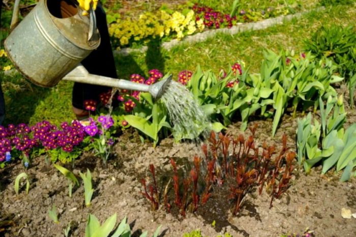 Πότισμα μιας παιώνιας