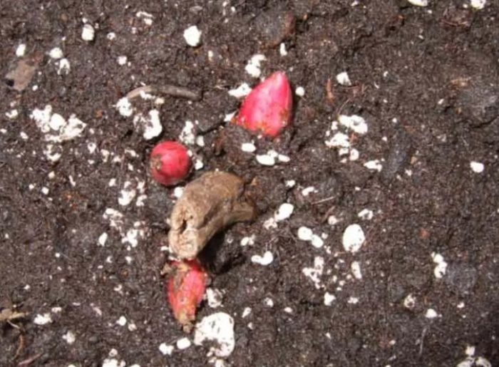 Φύτρα παιώνιας