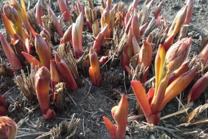 Παλιά παιωνία