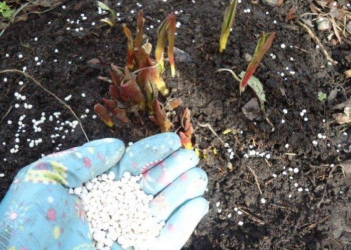 Ορυκτά λιπάσματα για παιώνιες