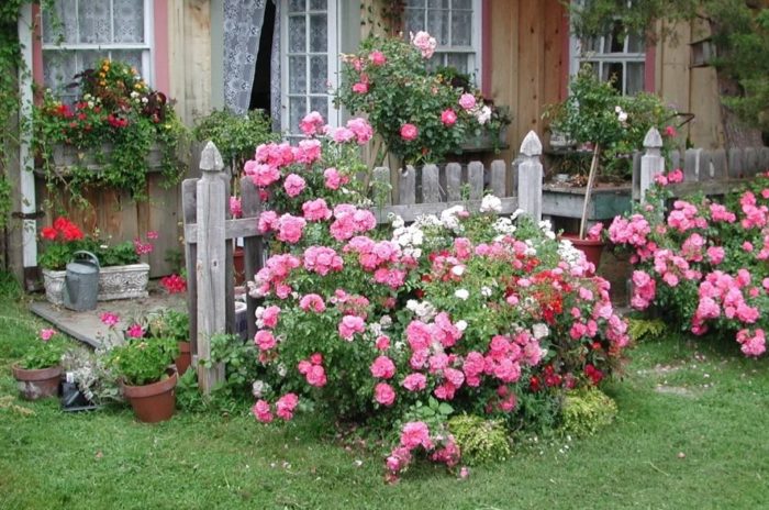 Розата на вилата