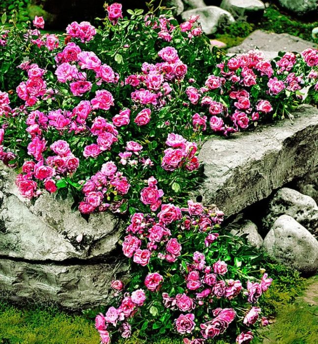 Почвопокривна роза
