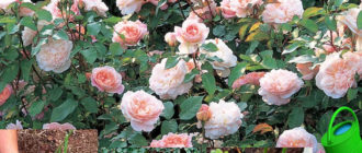 Засаждане на роза