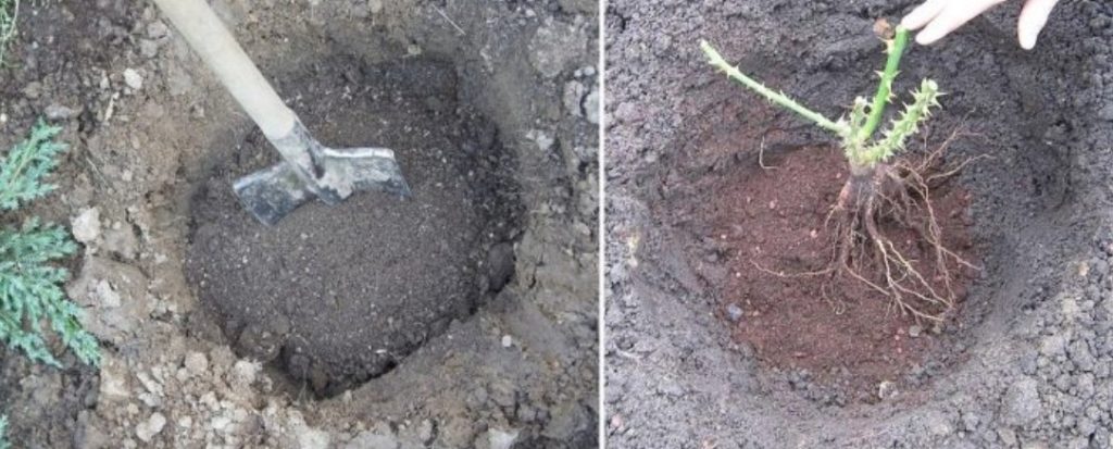 Засаждане на роза