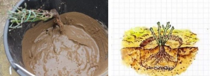 Подготовка на рози за засаждане