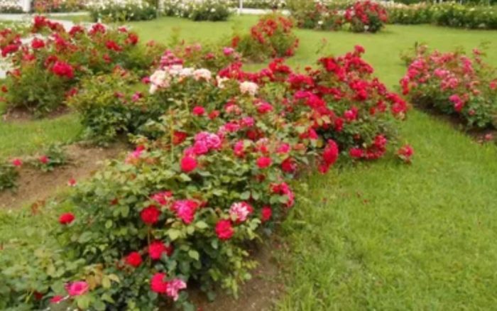 Паркови рози