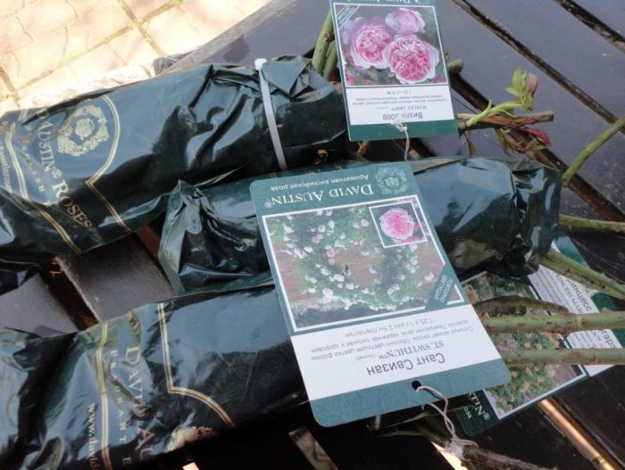 Разсад от рози