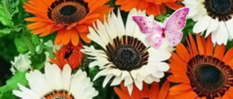 Венидиум и пеперуда