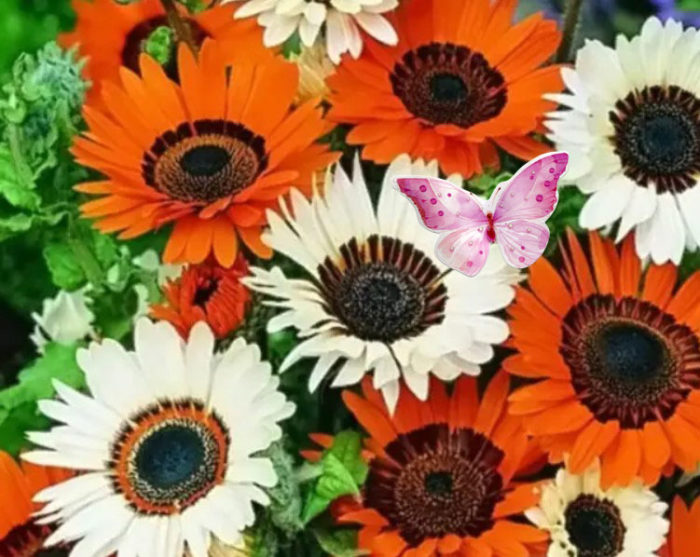 Βενίδιο και πεταλούδα