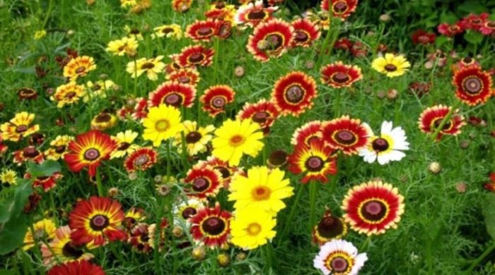 Ποικιλία Venidium