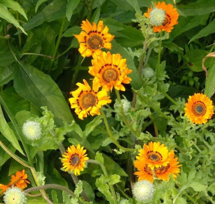 Μπουμπούκια και άνθη Venidium