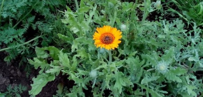 Άνθη και φύλλα του Venidium