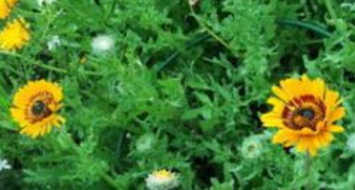 Πορτοκαλί Βενίδιο