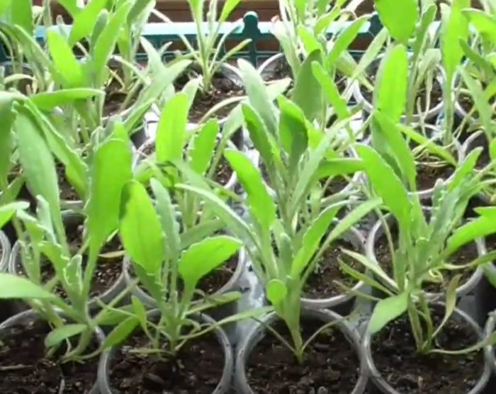 Ισχυρά σπορόφυτα Venidium