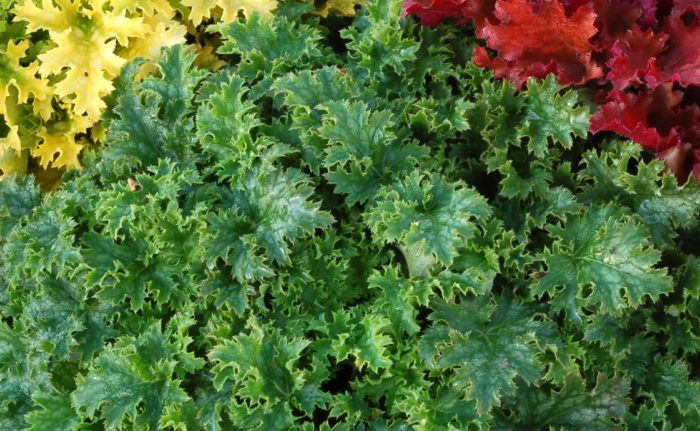 πράσινα φύλλα