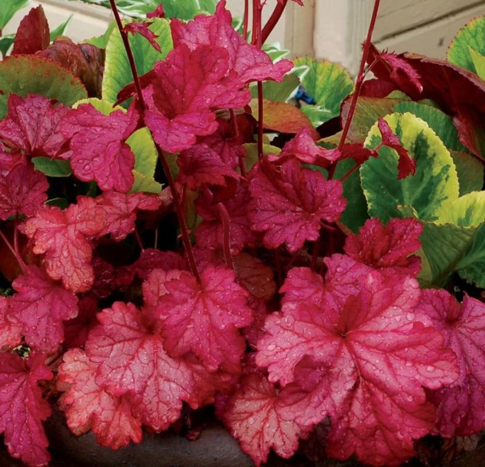 Smoothie με μούρα Heuchera