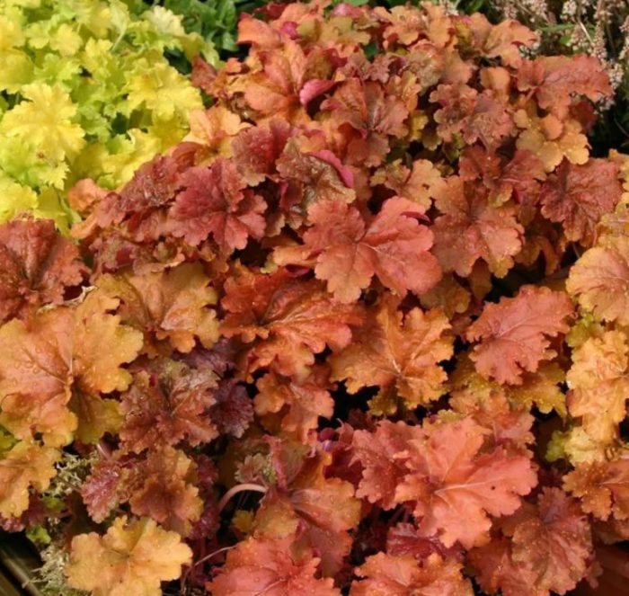 Κρέμα Μπρουλέ Heuchera