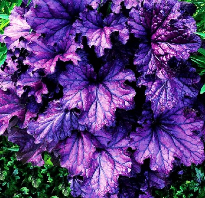 Heuchera Forever Purple